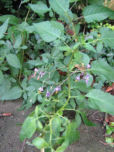 Docaitta Lifestyle: Plant Identification: "Deadly" Nightshade