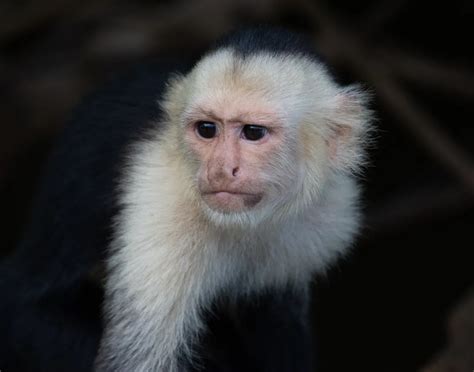 White Faced Capuchin Monkey in Costa Rica | Smithsonian Photo Contest ...