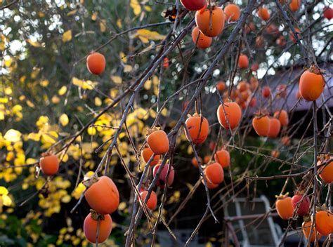 Tree Spotlight: Japanese Persimmon Hachiya - Canopy : Canopy