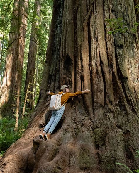 5 Amazing & Easy Hikes in Redwood National Park - The Awayist