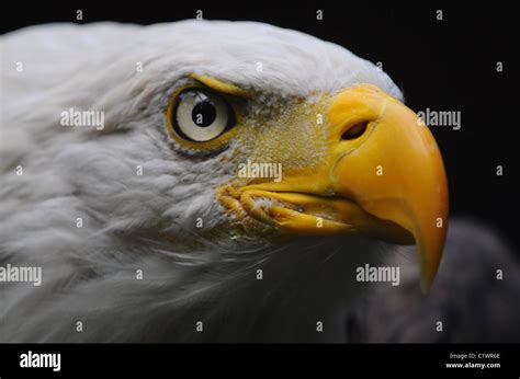 Close up on Bald Eagle Stock Photo - Alamy