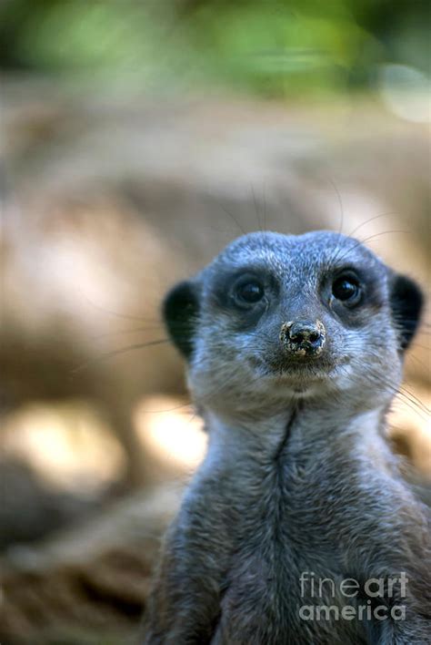 Funny Meerkat Photograph by Design Windmill