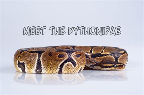 Meet The Pythonidae - C.S.W.D