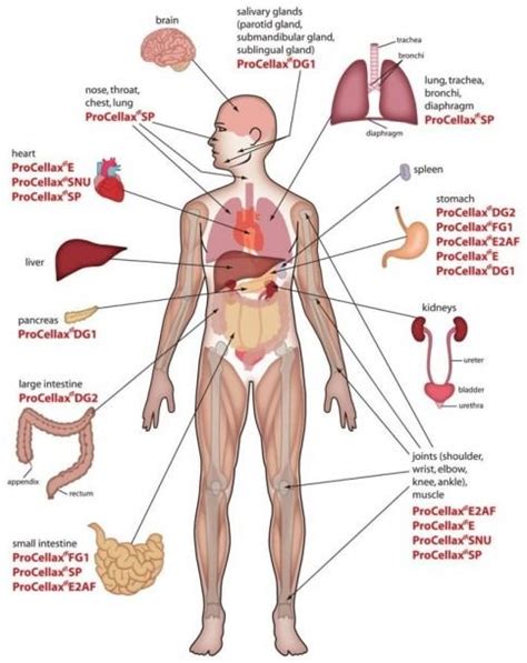 Human Body Organs Diagram