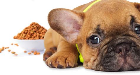 Best Food For French Bulldog Puppy Dogs - Top Tips And Brand Reviews