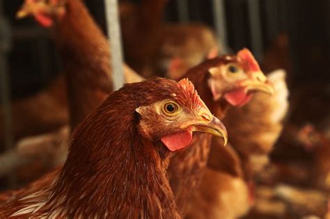 Research shows genes could offer resistance to Campylobacter - Poultry World