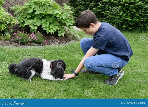 Dog training stock photo. Image of brown, domestic, dogs - 71999932