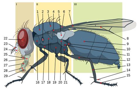 house fly anatomy | Batman the animated series, Drawings, Anatomy