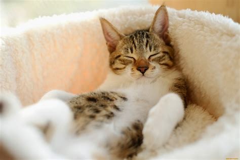 Sleeping cat wallpaper cute on pc - beautiful desktop wallpapers 2014