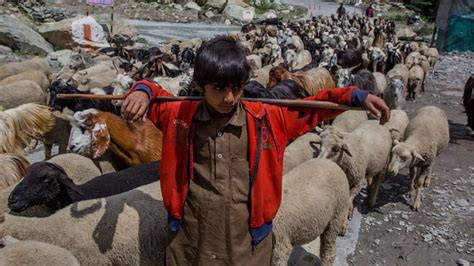 Caught Between Separatism and Nationalism, Gujjar-Bakarwal Tribes In ...