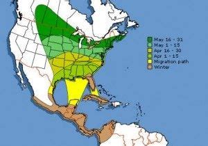 Baltimore Oriole Migration in the Southeast - Birds and Blooms