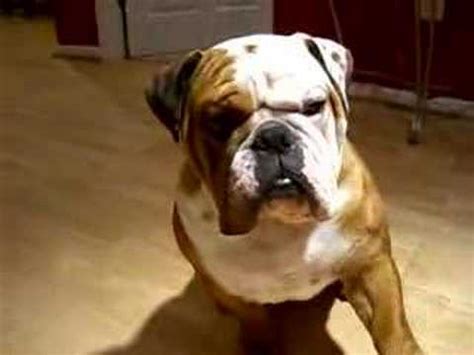 english Bulldog Training - YouTube