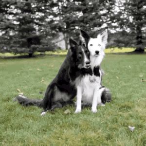 Dog Hug GIF - Find & Share on GIPHY