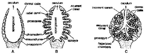 class 11 Canal System and Skeleton Notes