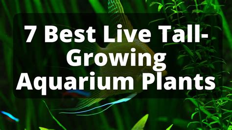 7 Best Live Tall-Growing Aquarium Plants - YouTube