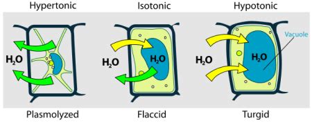 Plasmolysis Definition, Purposes & Examples - Lesson | Study.com