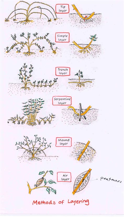 Structure | Propagating plants, Grafting plants, Asexual plants