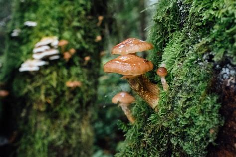 Largest-Ever Fungi Bioblitz Catalogs the Diversity of North American Mushrooms and More ...