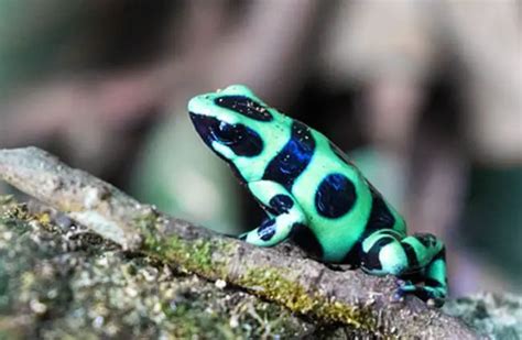 Poison Dart Frog - Description, Habitat, Image, Diet, and Interesting Facts