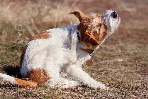 Ask Dr. Dog – Itching? Scratching? Ear Problems? The ABCs of Canine ...