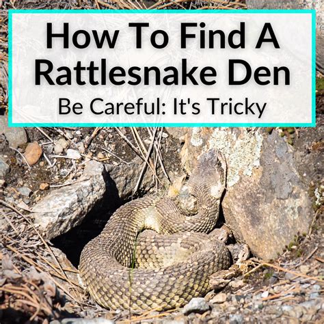 How To Find A Rattlesnake Den (Be Careful: It's Tricky)