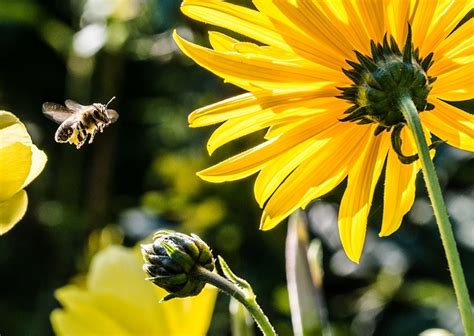 Attracting Beneficial Insects to Your Garden - UCCE Master Gardeners of San Bernardino County ...