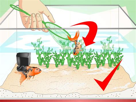 How to Identify Aquarium Fish Diseases: 8 Steps (with Pictures)