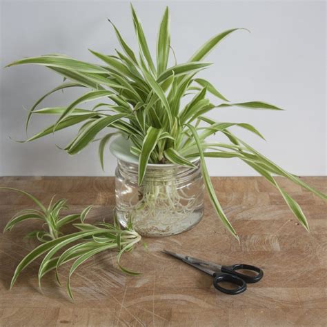 Propagation of cuttings in water – Spider plant – Botanopia