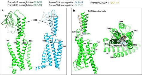 Structure and dynamics of semaglutide and taspoglutide bound GLP-1R-Gs ...