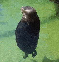 Spinning Seal GIFs - Find & Share on GIPHY