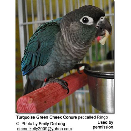 Green-cheeked Conure Mutations - Beauty of Birds