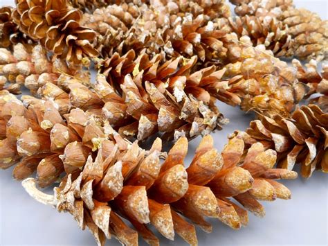 Natural NH Pine Cones 40 Raw Eastern White Pine Cones New | Etsy