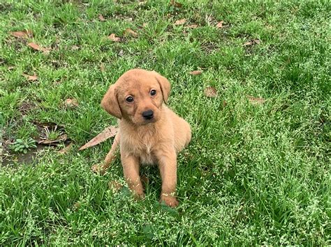 Irish/British Labrador Puppy Fox red – Ace's Retrievers