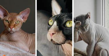 Hairless Cat Breeds Archives - The Pets Rise