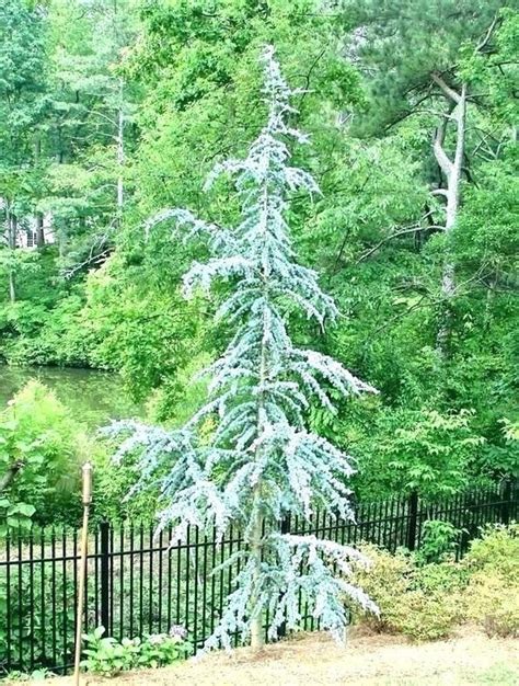 Horstmann Blue Atlas Cedar Live Plant Trade Gallon Pot | Etsy ...