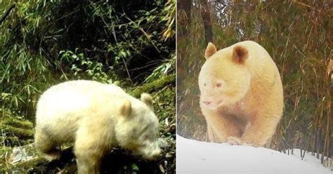 Rare albino panda cub spotted in Sichuan, China alive & well 4 years after 1st sighting ...