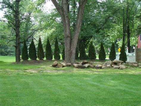 Privacy trees for along the back of fence line. Used to hide neighbors ...