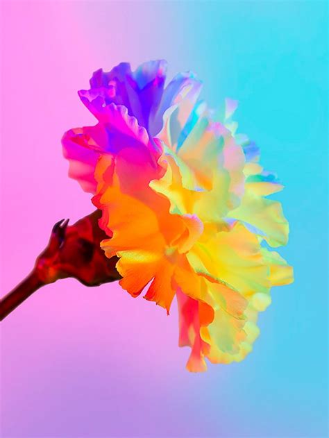 Neon Flowers: Photography & Art Direction by Claire Boscher | Daily ...