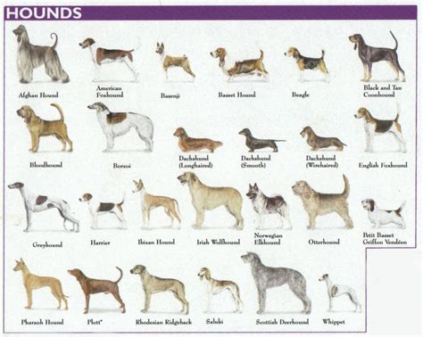 The 7 Dog Breed Groups Explained | Hound breeds, Warm blooded and Dog breeds