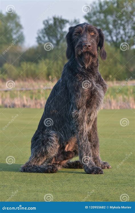 German Longhaired Pointer. Happy Outdoors on the Green Lawn. Stock ...