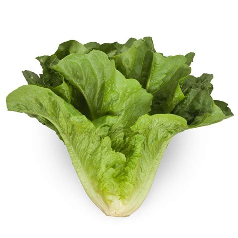 LETTUCE ROMAINE – EACH | T and T Produce