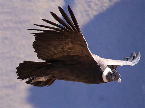 Andean Condor (Vultur gryphus) | Birds That I Want To See | Pinterest | Each day, Sun and It is