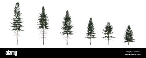 3d illustration of set picea abies tree isolated on white background Stock Photo - Alamy