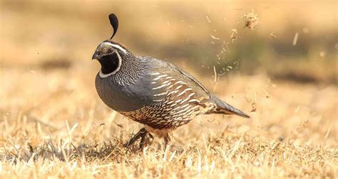 Quail Hunt - WA - Trips4Trade