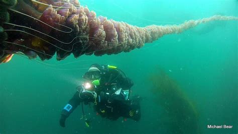 A Close Encounter with Giant Sea Nettles - Ocean Sanctuaries