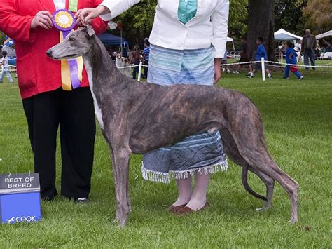 Greyhound As Show Dogs: Graceful Elegance in the Spotlight