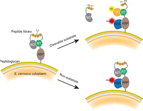 Synthetic and biological approaches to map substrate specificities of proteases