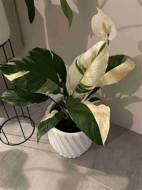 Variegated Peace Lily Varieties (With Pictures!) - Perfect Peace Lily