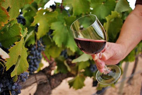 Tannins in Wine: Taste, Mouthfeel, and Quality Explained