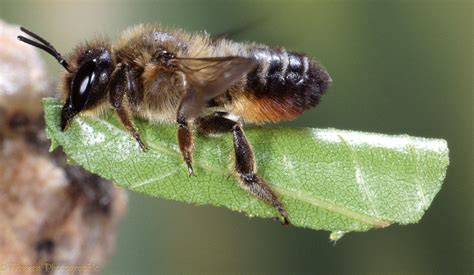 Leaf cutting bee photo WP02443